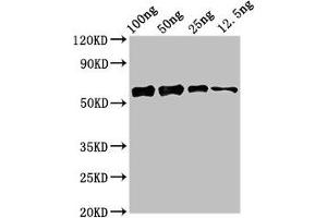 Western Blot Positive WB detected in Recombinant protein All lanes: ald1 antibody at 2. (Ald1 (AA 1-372) antibody)