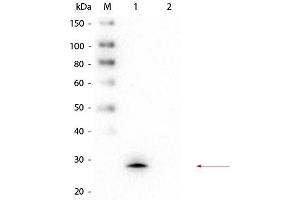 Western Blot of Mouse anti-GSTM1 Monoclonal Antibody. (GSTM1 antibody  (GST tag))