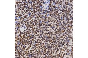 Immunohistochemistry of paraffin-embedded rat spleen using MonoMethyl-Histone H3-K4 antibody (ABIN1872994) at dilution of 1:200 (40x lens). (Histone 3 antibody  (H3K4me))