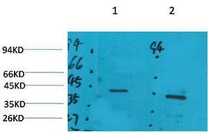 Western Blot (WB) analysis of 1) Rat Brain Tissue, 2)Mouse Brain Tissue with GALR2 Rabbit Polyclonal Antibody diluted at 1:2000.