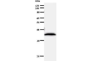 Western Blotting (WB) image for anti-Ribosome Production Factor 2 Homolog (RPF2) antibody (ABIN930978) (RPF2 antibody)