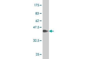 Western Blot detection against Immunogen (37. (SOX9 antibody  (AA 400-509))