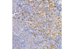 Immunohistochemistry of paraffin-embedded mouse brain using Symmetric DiMethyl-Histone H4-R3 Rabbit pAb (ABIN3017488, ABIN3017489, ABIN3017490, ABIN1680265 and ABIN6220116) at dilution of 1:100 (40x lens). (Histone H4 antibody  (2meArg3))