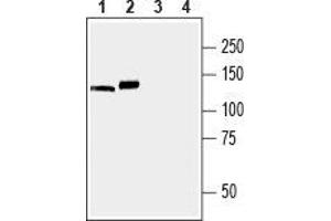 Western blot analysis of mouse (lanes 1 and 3) and rat (lanes 2 and 4) brain membranes: - 1,2. (ATP2A3 antibody  (C-Term, Cytosolic))