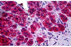OR1N1 antibody  (AA 231-280)