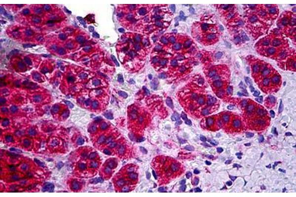 OR1N1 antibody  (AA 231-280)