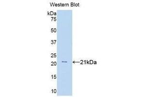Western Blotting (WB) image for anti-Tumor Necrosis Factor alpha (TNF alpha) (AA 80-235) antibody (ABIN1078627) (TNF alpha antibody  (AA 80-235))