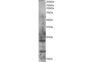 Image no. 1 for anti-RAB2A, Member RAS Oncogene Family (RAB2A) (AA 198-212) antibody (ABIN292121) (RAB2A antibody  (AA 198-212))