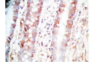 Human colon tissue was stained by Rabbit Anti-CCK (26-33)  (Human,Rat) Antibody (Cholecystokinin antibody  (non-sulfated))