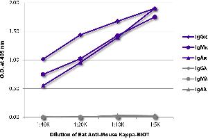 ELISA plate was coated with purified mouse IgGκ, IgMκ, IgAκ, IgGλ, IgMλ, and IgAλ. (Rat anti-Mouse Immunoglobulin kappa Chain Complex (Igk) Antibody (Biotin))