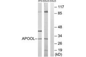 Western blot analysis of extracts from COLO/NIH-3T3 cells, using APOOL Antibody. (APOOL antibody  (AA 219-268))