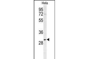 Western blot analysis of PHB Antibody (Center) (ABIN389162 and ABIN2839329) in Hela cell line lysates (35 μg/lane).