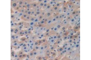Figure. (FGA antibody  (AA 554-655))