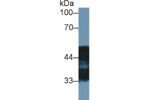 Western blot analysis of Rat Cerebrum lysate, using Rat NDRG2 Antibody (1 µg/ml) and HRP-conjugated Goat Anti-Rabbit antibody (