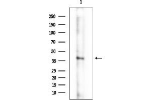 anti-GULP, Engulfment Adaptor PTB Domain Containing 1 (GULP1) antibody