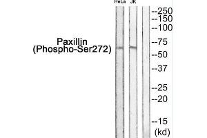 Western blot analysis of extracts from HeLa and JK, using Paxillin++. (Paxillin antibody  (pSer272))