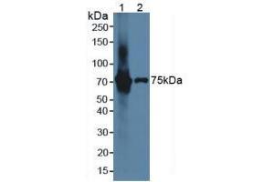 Figure. (IL17RE antibody  (AA 457-626))