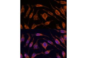 Immunofluorescence analysis of L929 cells using IPO4 antibody  at dilution of 1:100. (Importin 4 antibody  (AA 728-1081))