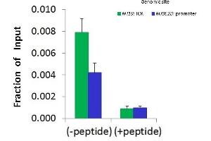 Chromatin Immunoprecipitation (ChIP) Using SUZ12 antibody - middle region  and HCT116 Cells (SUZ12 antibody  (Middle Region))