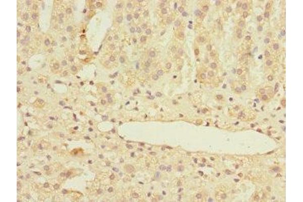 MARCKSL1 antibody  (AA 1-195)