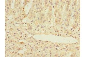 Immunohistochemistry of paraffin-embedded human adrenal gland tissue using ABIN7159008 at dilution of 1:100 (MARCKSL1 antibody  (AA 1-195))