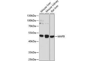 Western blot analysis of extracts of various cell lines, using MAFB antibody (ABIN6132777, ABIN6143429, ABIN6143430 and ABIN6214203) at 1:1000 dilution. (MAFB antibody  (AA 184-323))
