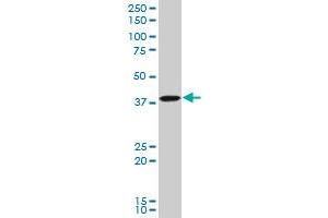 Western Blotting (WB) image for anti-Transcription Factor AP-4 (Activating Enhancer Binding Protein 4) (TFAP4) (AA 93-192) antibody (ABIN563157)