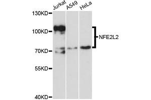 Western blot analysis of extracts of various cell lines, using NFE2L2 antibody (ABIN5970586) at 1/1000 dilution. (NRF2 antibody)