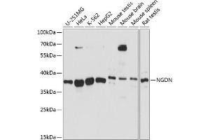 Western blot analysis of extracts of various cell lines, using NGDN antibody (ABIN7268872) at 1:3000 dilution. (NGDN antibody  (AA 61-209))