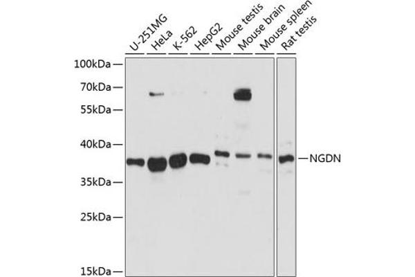 NGDN anticorps  (AA 61-209)