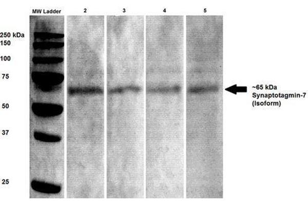 SYT7 antibody  (AA 150-239)