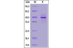 Biotinylated Human Syndecan-1, His,Avitag™ on  under reducing (R) condition. (Syndecan 1 Protein (SDC1) (AA 23-254) (His tag,AVI tag,Biotin))
