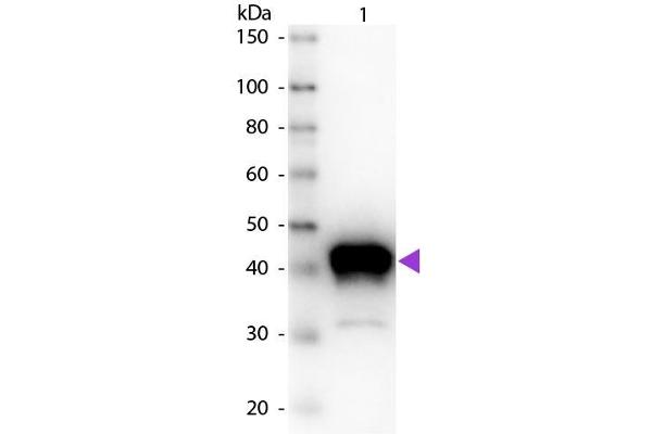 Pepsin A antibody