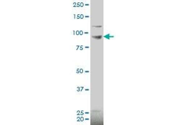 PDE6C antibody  (AA 3-100)