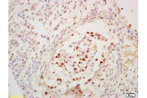 Formalin-fixed and paraffin embedded mouse embryo labeled with Anti-Phospho-cdc25C (Ser216) Polyclonal Antibody, Unconjugated at 1:200 followed by conjugation to the secondary antibody and DAB staining (CDC25C antibody  (pSer216))