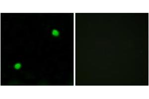 Immunofluorescence analysis of COS7 cells, using Histone H2AX  Antibody.