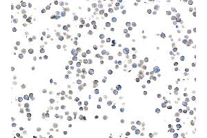 Immunocytochemistry (ICC) image for anti-CD28 (CD28) (AA 19-140) antibody (ABIN7448899)