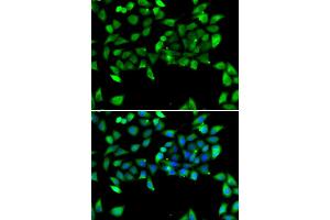 Immunofluorescence analysis of U20S cell using EIF3H antibody. (EIF3H antibody)