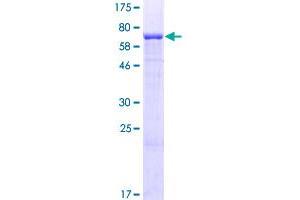 Layilin Protein (LAYN) (AA 1-374) (GST tag)
