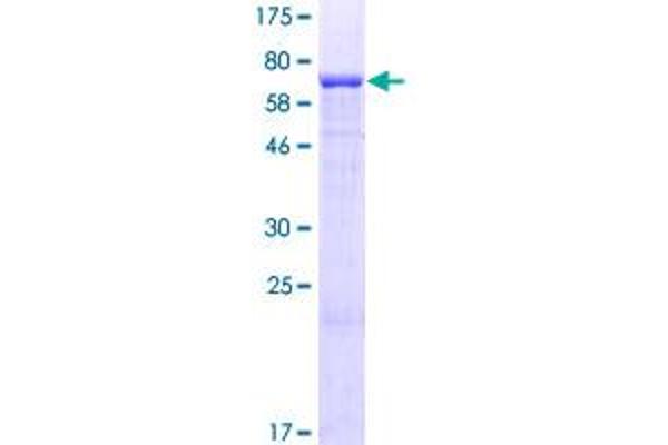 Layilin Protein (LAYN) (AA 1-374) (GST tag)
