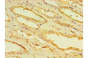 Immunohistochemistry of paraffin-embedded human kidney tissue using ABIN7164598 at dilution of 1:100 (CPVL antibody  (AA 23-476))
