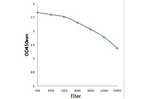 Antigen: 0. (IRS1 antibody  (pTyr896))