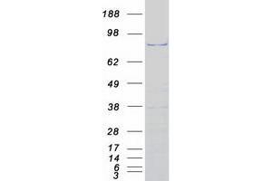 Validation with Western Blot (NSUN2 Protein (Myc-DYKDDDDK Tag))