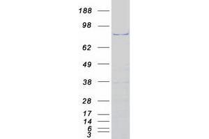 NSUN2 Protein (Myc-DYKDDDDK Tag)