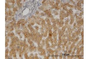Image no. 3 for anti-Prostaglandin E Synthase 3 (Cytosolic) (PTGES3) (AA 1-161) antibody (ABIN599518)