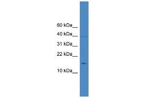 WB Suggested Anti-IL17A Antibody Titration: 0. (Interleukin 17a antibody  (N-Term))