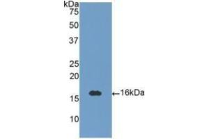 Detection of Recombinant NT3, Human using Polyclonal Antibody to Neurotrophin 3 (NT3) (Neurotrophin 3 antibody  (AA 130-255))