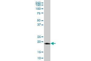 LITAF MaxPab polyclonal antibody. (LITAF antibody  (AA 1-161))