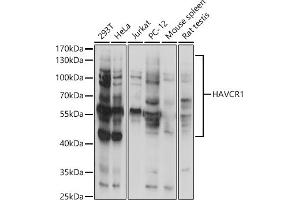 Western blot analysis of extracts of various cell lines, using H antibody (ABIN3016797, ABIN3016798, ABIN3016799 and ABIN1680157) at 1:1000 dilution. (HAVCR1 antibody  (AA 21-120))