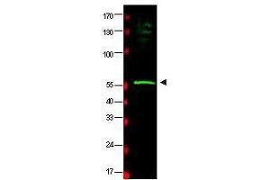 Western blot using  affinity purified anti-HR23B antibody shows detection of a band at ~58 kDa (arrowhead) corresponding to HR23B present in a HeLa whole cell lysate. (RAD23B antibody  (AA 163-176))